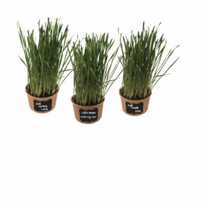 Easy Cat Grass Kit (3 Pack) Just Add Water