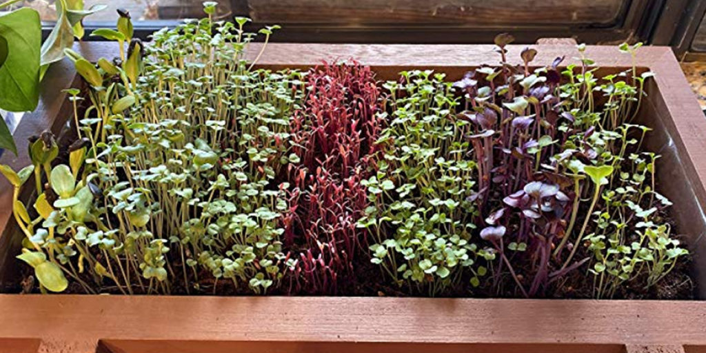 MGSEEDS03-1024x512