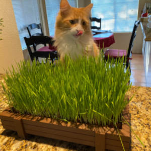 Certified Organic Easy Cat Grass Kit