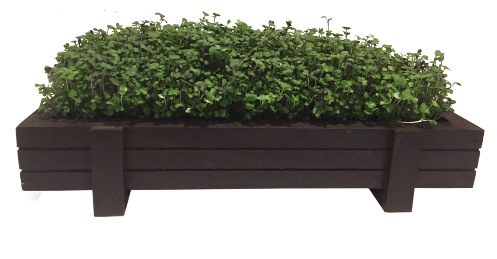 Salad-Mix-in-planter-without-words-1024x534