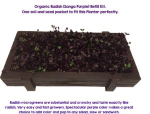 Sango-Radish-in-planter-300x228