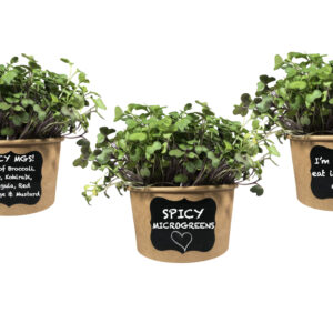 Easy MICROGREENS KIT (Spicy Mixed Seeds) - Just Add Water & Grow Your own Nutrition in 10 Days.