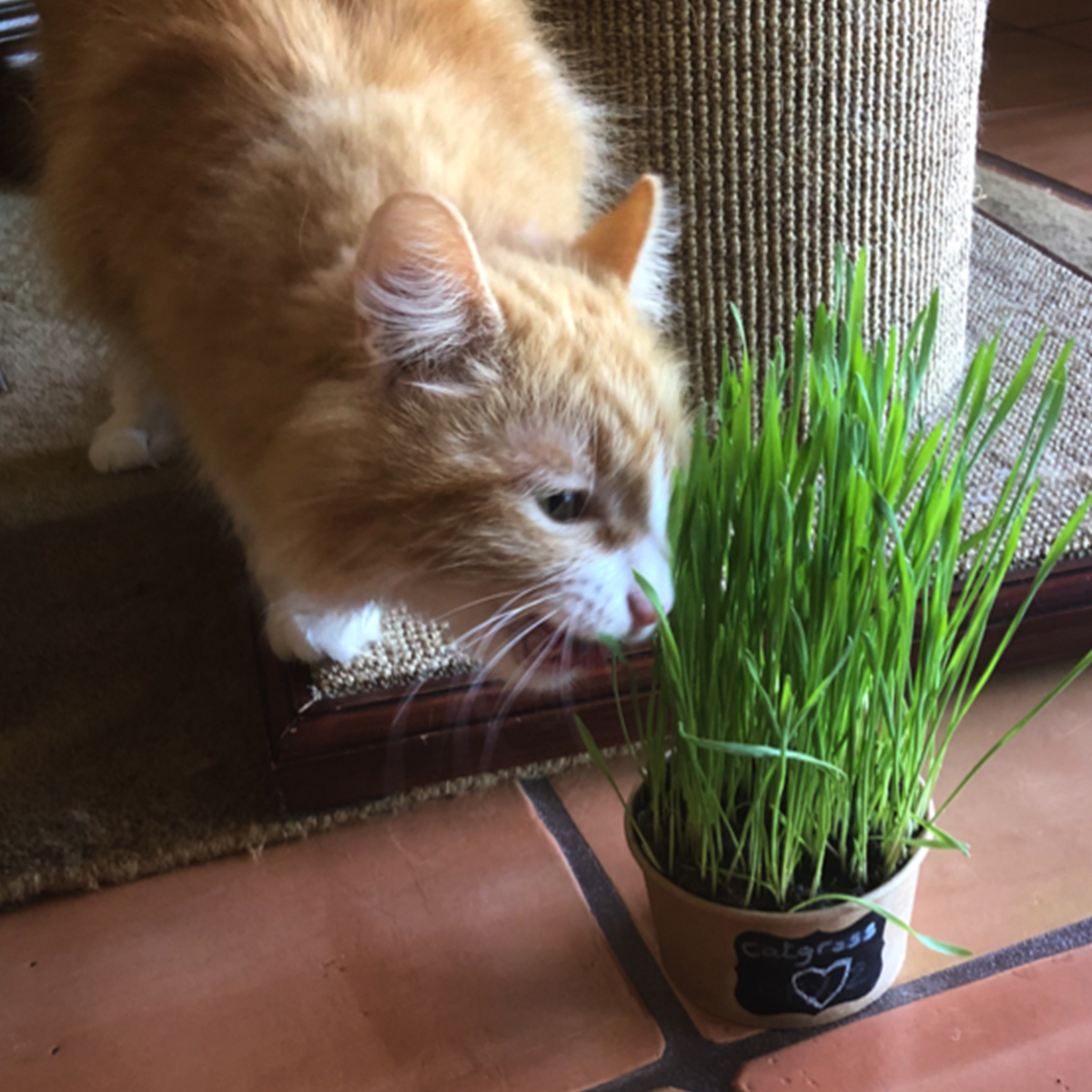 cat_main_01