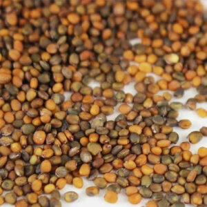 Seeds