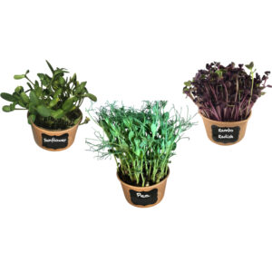 Microgreen Starter Kits